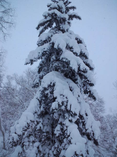 初滑り ☆ 札幌国際スキー場_c0151965_22452763.jpg
