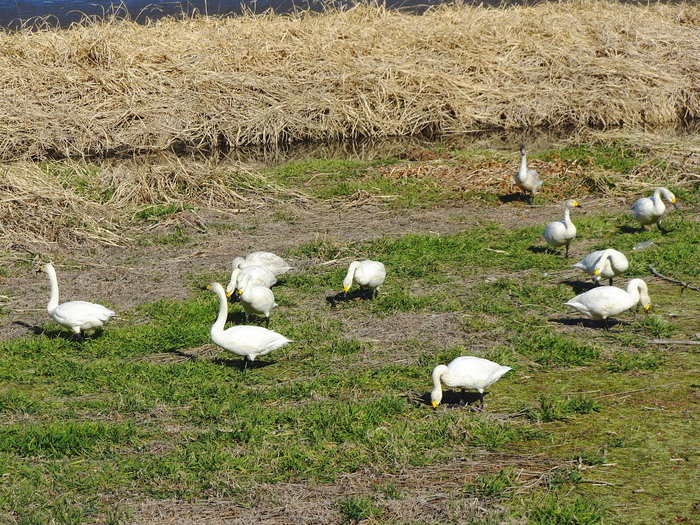 多々良沼は白鳥がいっぱい。　　2010.12.12群馬県　_a0146869_5403642.jpg