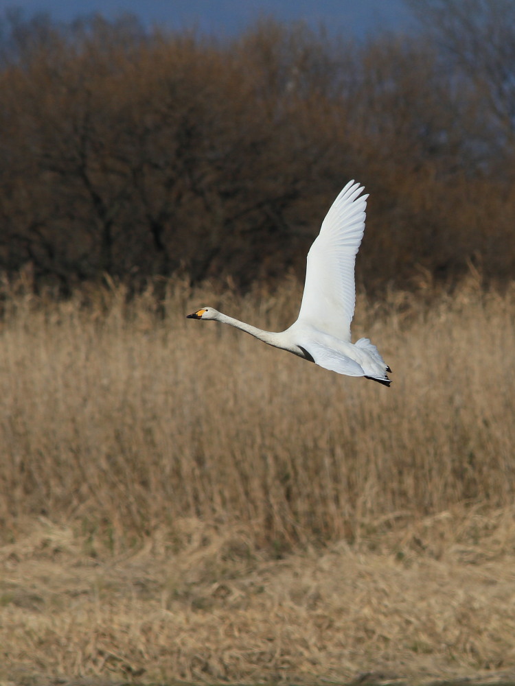 多々良沼は白鳥がいっぱい。　　2010.12.12群馬県　_a0146869_5412722.jpg