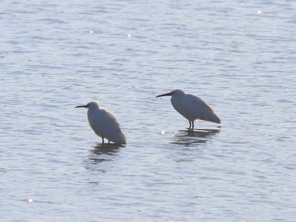 多々良沼は白鳥がいっぱい。　　2010.12.12群馬県　_a0146869_5421572.jpg