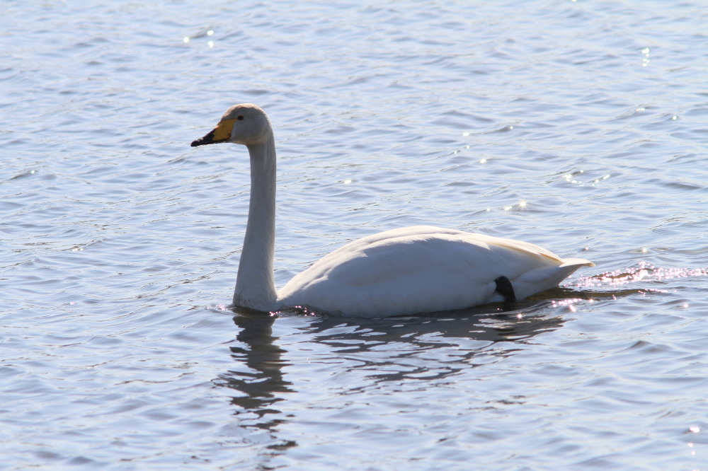 多々良沼は白鳥がいっぱい。　　2010.12.12群馬県　_a0146869_5432615.jpg