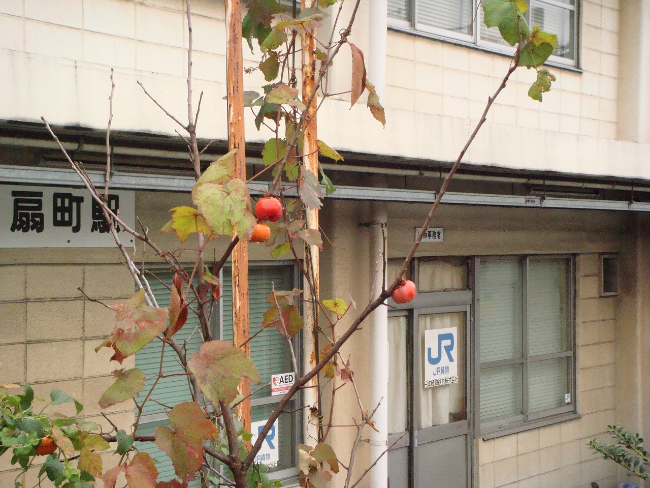 d0031171_595480.jpg