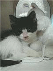 f0140271_0313976.gif