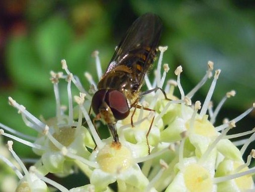 ヤツデの花は呼んでいる 草と言葉 都会でみどりとあそぶ ヤツデの花は呼んでいる 草と言葉 都会でみどりとあそぶ