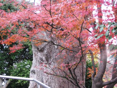 花ひらき はな香る 花こぼれ なほ薫る_d0089494_2252051.jpg
