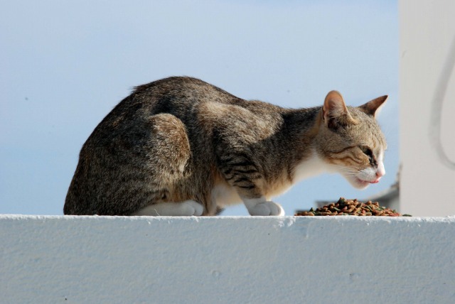 サントリーニ島の犬猫 [ギリシャ]_c0171497_5454536.jpg