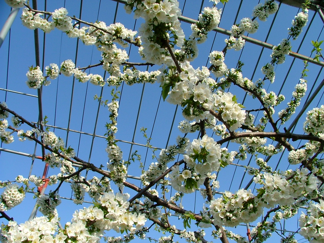 佐藤錦の花 山形の秋葉農園だより 佐藤錦の花 山形の秋葉農園だより