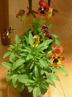 c0097620_02514.jpg