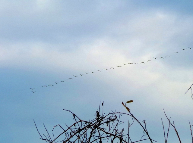 2010年12月12日　鳥のいる風景シリーズ　Ⅱ　黄昏の猛禽との共存　　蕪栗沼　in Miyagi_d0129921_223786.jpg