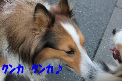お久しぶり~のご近所シェルティ君_e0195743_3291939.jpg