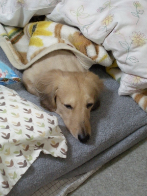 寒くて寒くて・・_f0203844_2225252.jpg