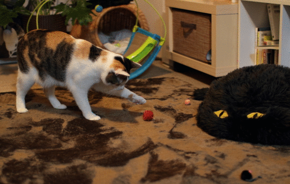 e0156649_20244866.gif