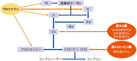 期待の抗凝固薬    ROCKETAF試験_c0219358_7491964.jpg