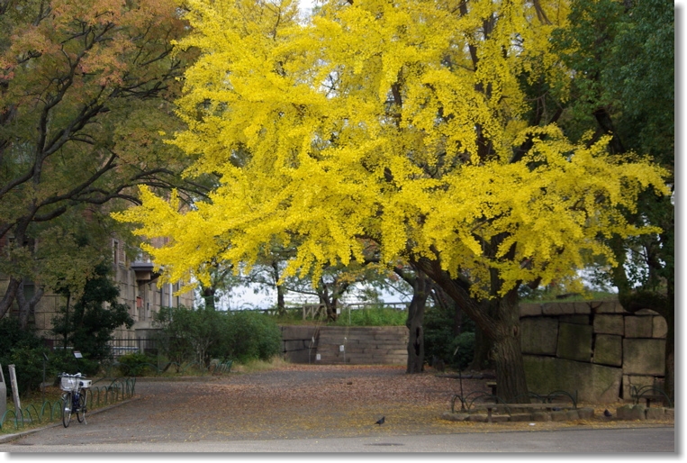 太閤さんの見た秋：2：大銀杏と桜_a0142976_17521458.jpg