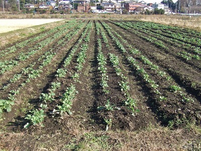 c0145581_16124115.jpg