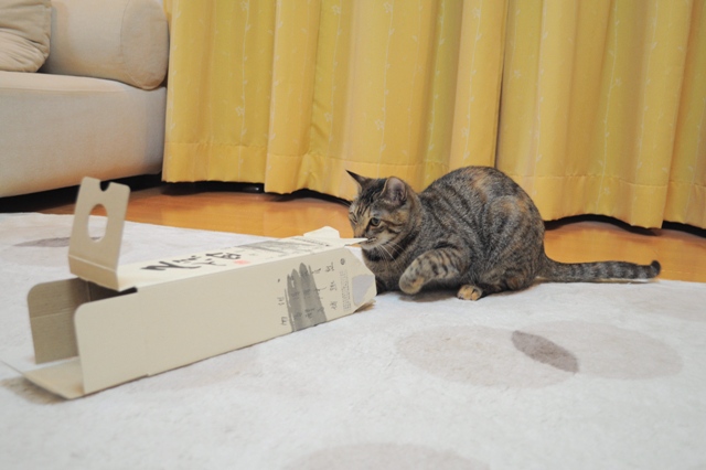 遊んで!遊んで!_a0126590_5445922.jpg