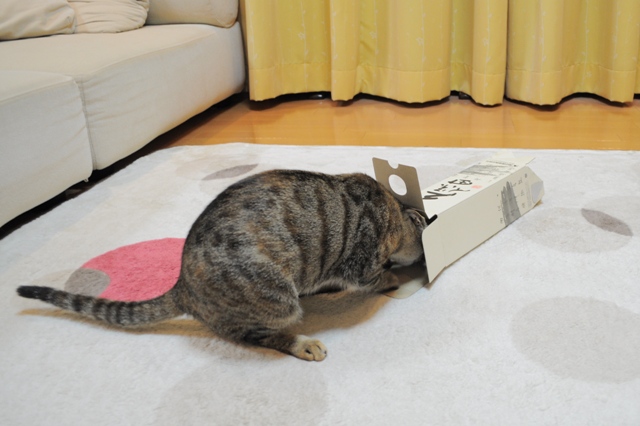 遊んで!遊んで!_a0126590_5452186.jpg