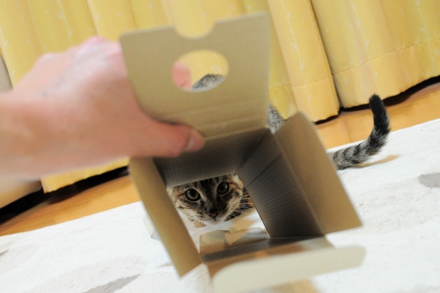 遊んで!遊んで!_a0126590_5454074.jpg
