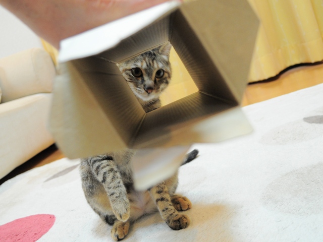 遊んで!遊んで!_a0126590_5474147.jpg