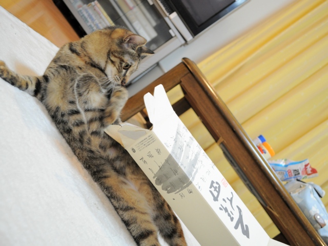 遊んで!遊んで!_a0126590_5475939.jpg