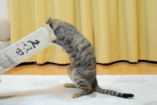 遊んで!遊んで!_a0126590_5481739.jpg