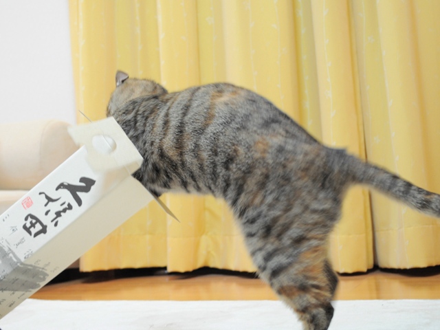 遊んで!遊んで!_a0126590_5484247.jpg