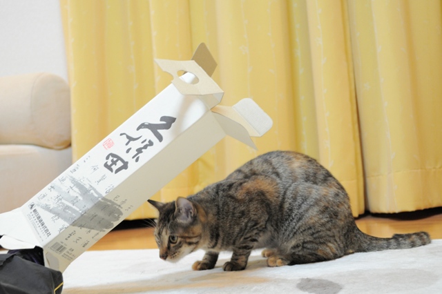 遊んで!遊んで!_a0126590_549942.jpg
