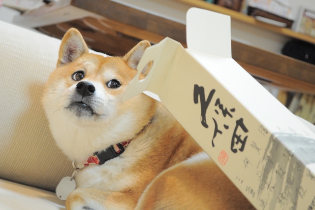 遊んで!遊んで!_a0126590_5504934.jpg