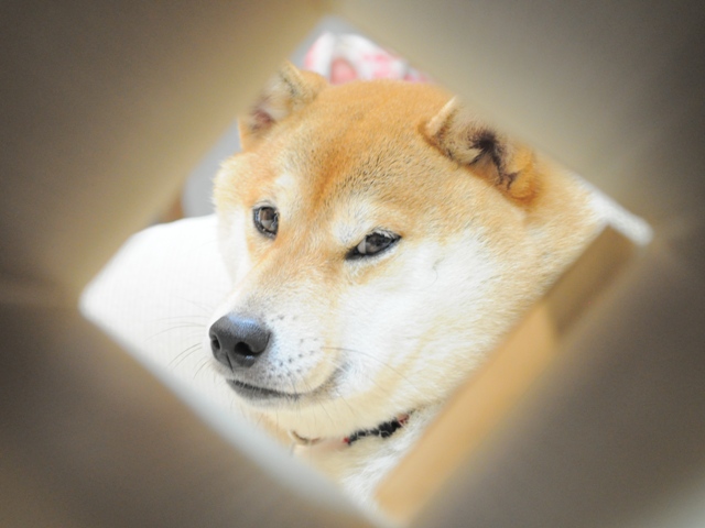 遊んで!遊んで!_a0126590_5522169.jpg