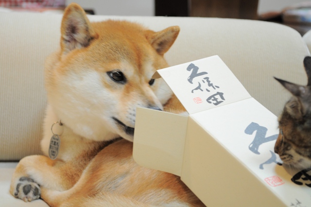 遊んで!遊んで!_a0126590_552409.jpg