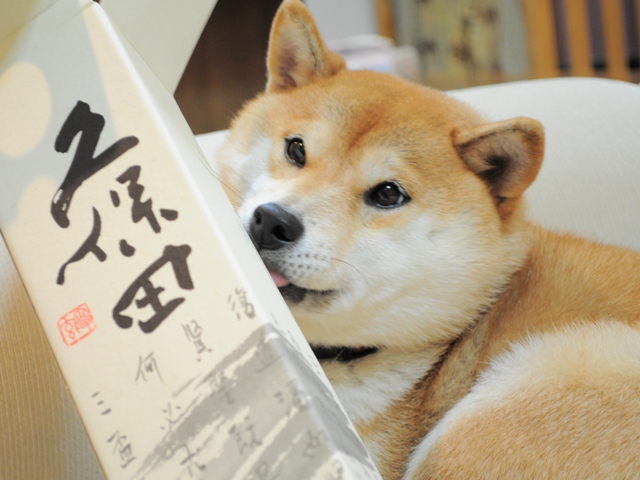 遊んで!遊んで!_a0126590_552685.jpg