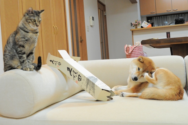 遊んで!遊んで!_a0126590_5532257.jpg
