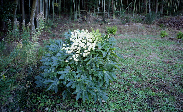 c0214494_126391.jpg