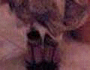 e0103408_14241015.gif