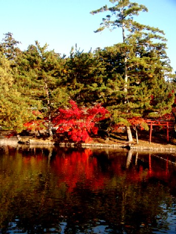 贅沢な色の祭典!てくてくと歩く晩秋の奈良公園♪♪_f0043911_15205670.jpg