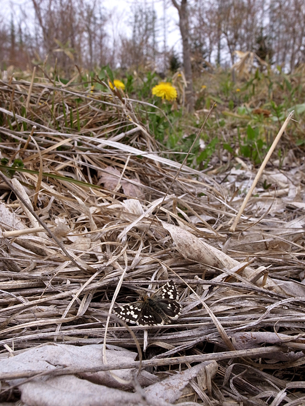 d0054625_20452852.jpg