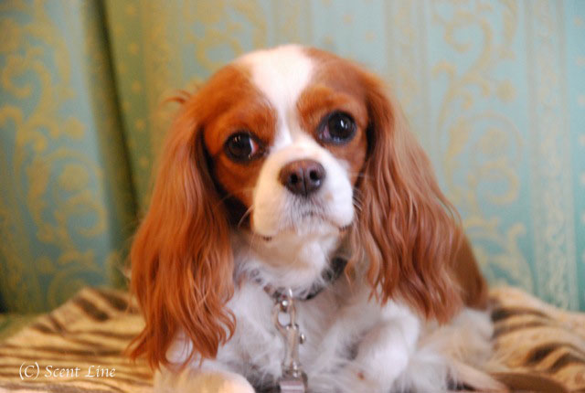 「犬連れOK!誰でも出来る手芸教室」のお知らせ_c0099133_554718.jpg