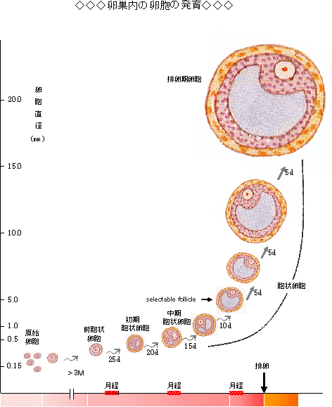 FSHに反応して発育するのは胞状卵胞になってから_d0116847_1682183.gif