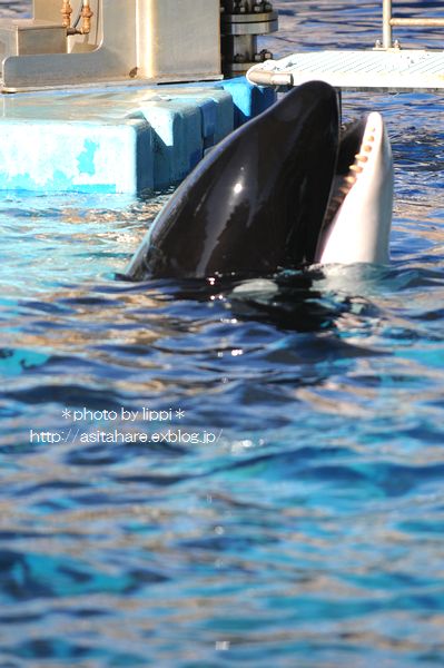 シャチのナミ 公開トレーニング 動物園でお散歩