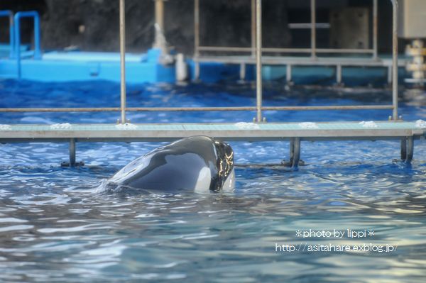 シャチのナミ 公開トレーニング 動物園でお散歩