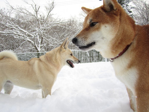 半年たって成長した僕をみてください(^O^)／_c0160878_23473448.jpg