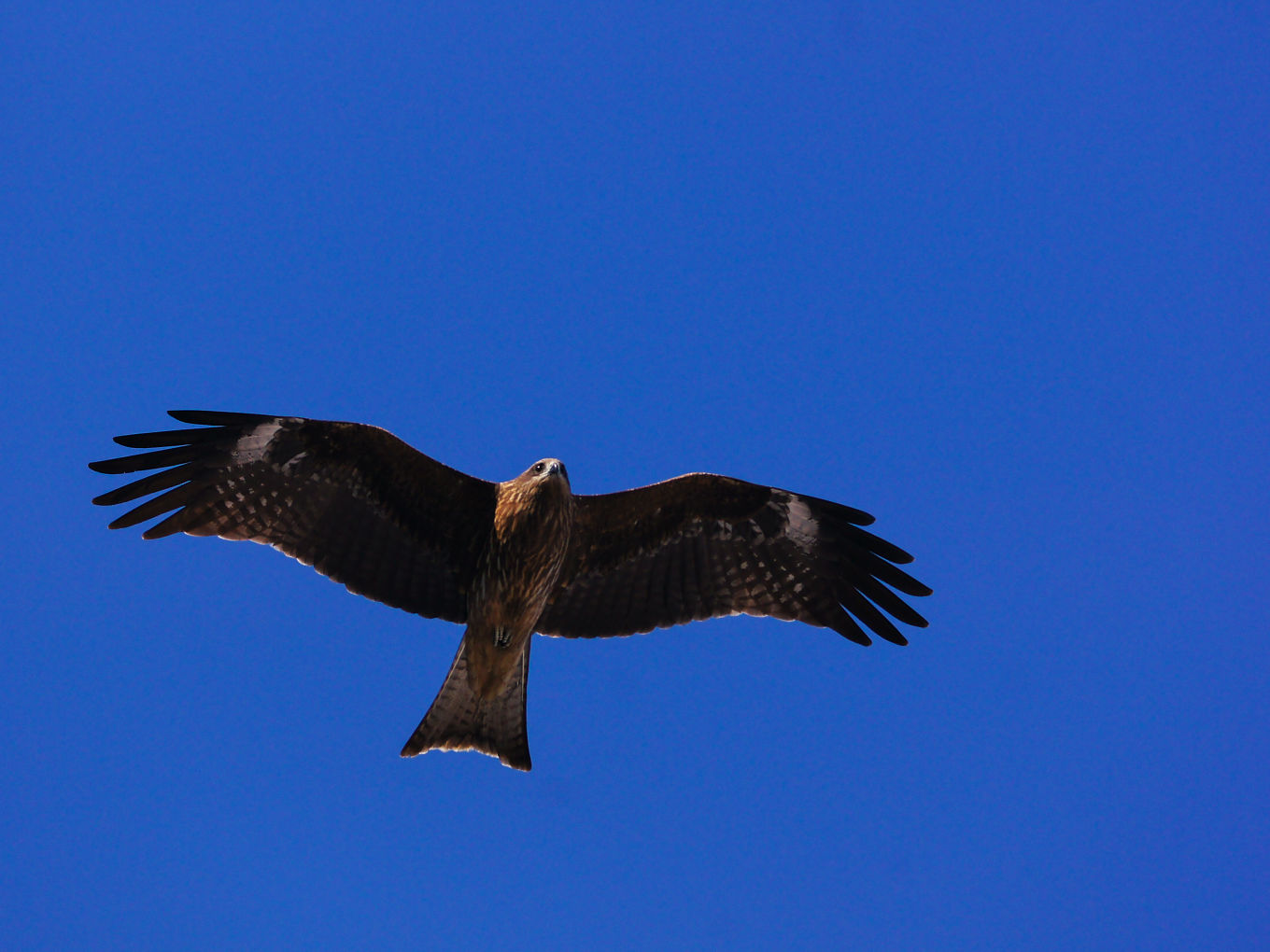 鳶と烏_c0201088_144282.jpg