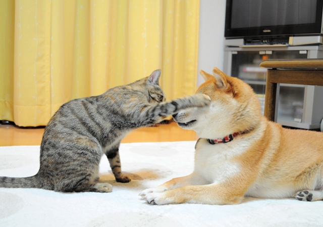 元気が出てこないよ_a0126590_10334225.jpg