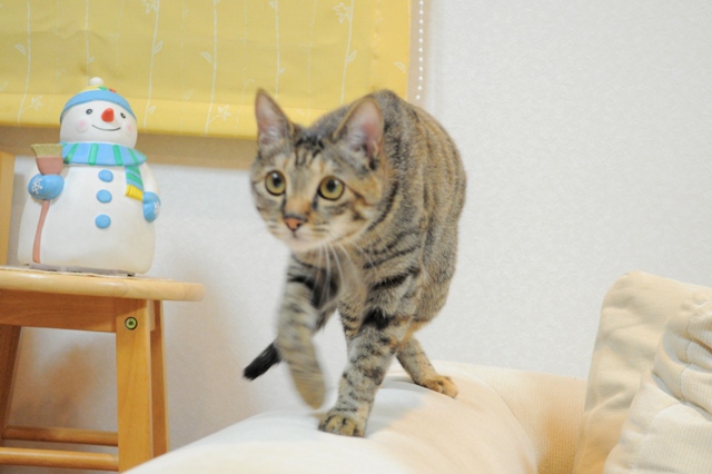 元気が出てこないよ_a0126590_1033677.jpg
