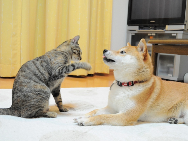 元気が出てこないよ_a0126590_10343019.jpg