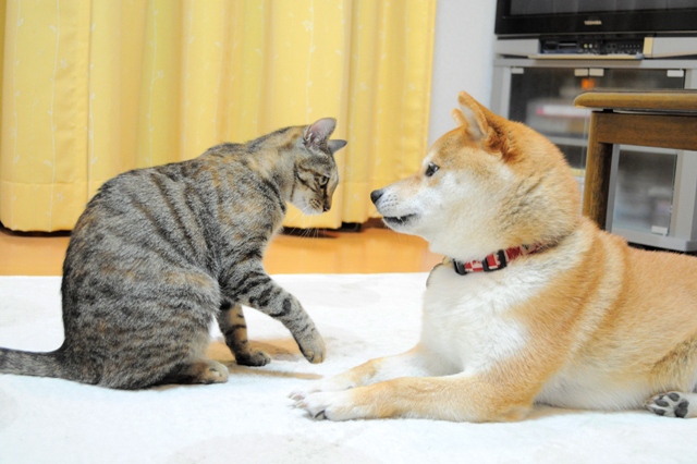 元気が出てこないよ_a0126590_10361032.jpg