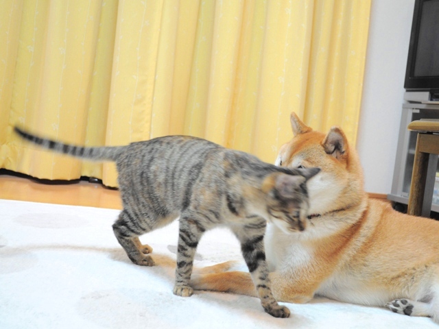 元気が出てこないよ_a0126590_10364858.jpg