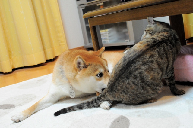 元気が出てこないよ_a0126590_1037128.jpg