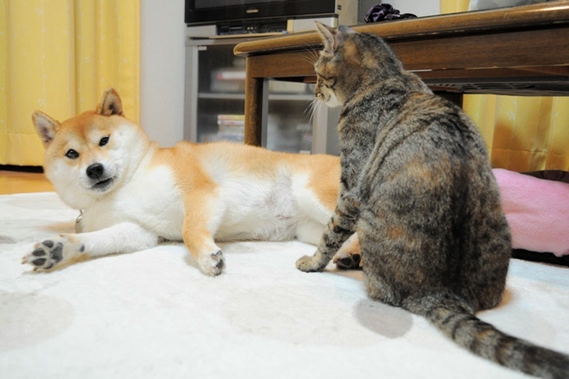 元気が出てこないよ_a0126590_10371330.jpg