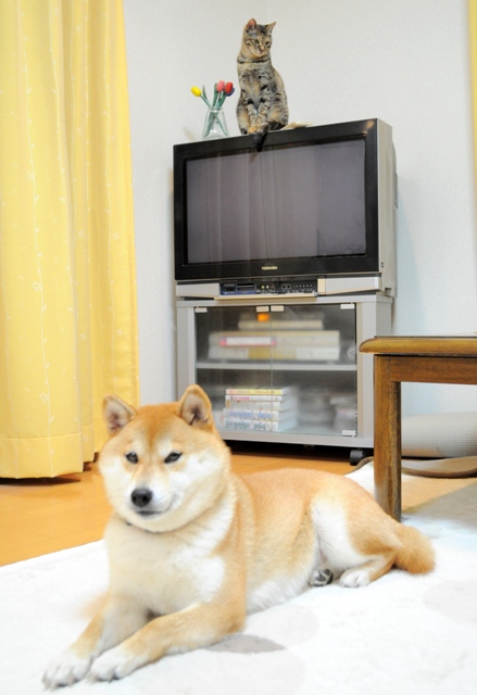 元気が出てこないよ_a0126590_1037201.jpg